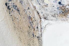 Mold Odor Removal Services in Interlachen, FL